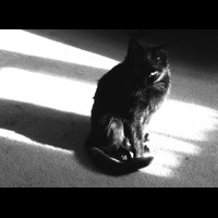 Черный кот -1