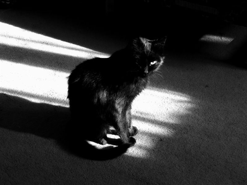 Черный кот и свет от окна. Черно-белое фото