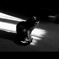 Черный кот и свет от окна. Черно-белое фото