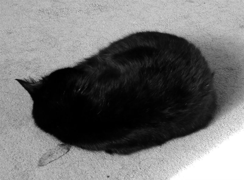 Черный кот. Черное-белое фото.