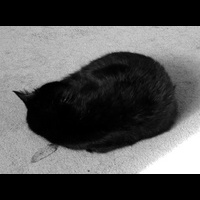 Черный кот. Черное-белое фото.