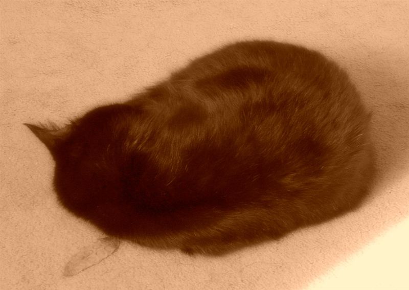 Черный кот. Сепия