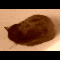 Черный кот. Сепия