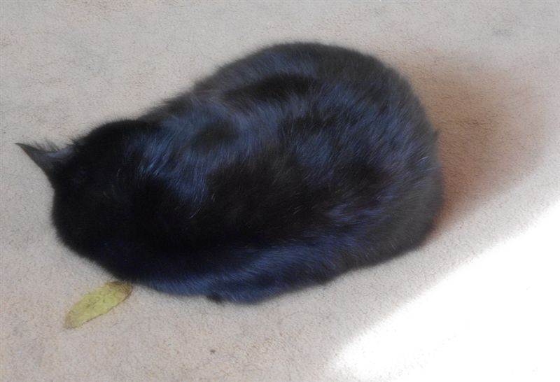 Черный кот . Применение фильтра