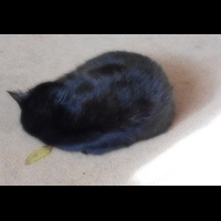 Черный кот . Применение фильтра