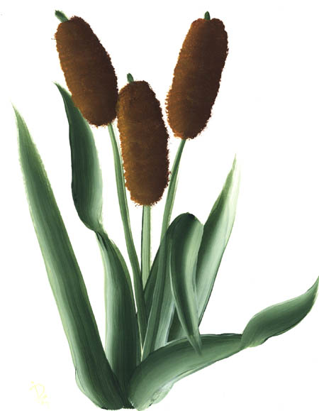 cattails