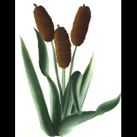 cattails