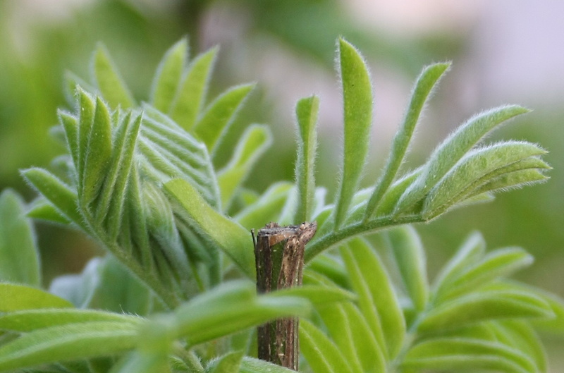 Изображение 080