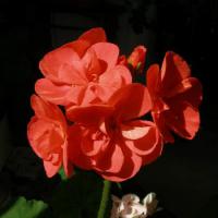 P4150024