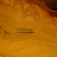 Ну, у кого чего в доме живет...