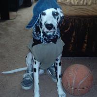 Мой любимый пес