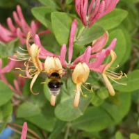 Пчёлка в работе.