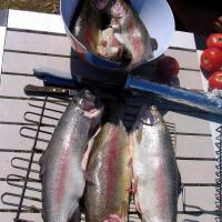 Озеро Белё  Хакасия форель