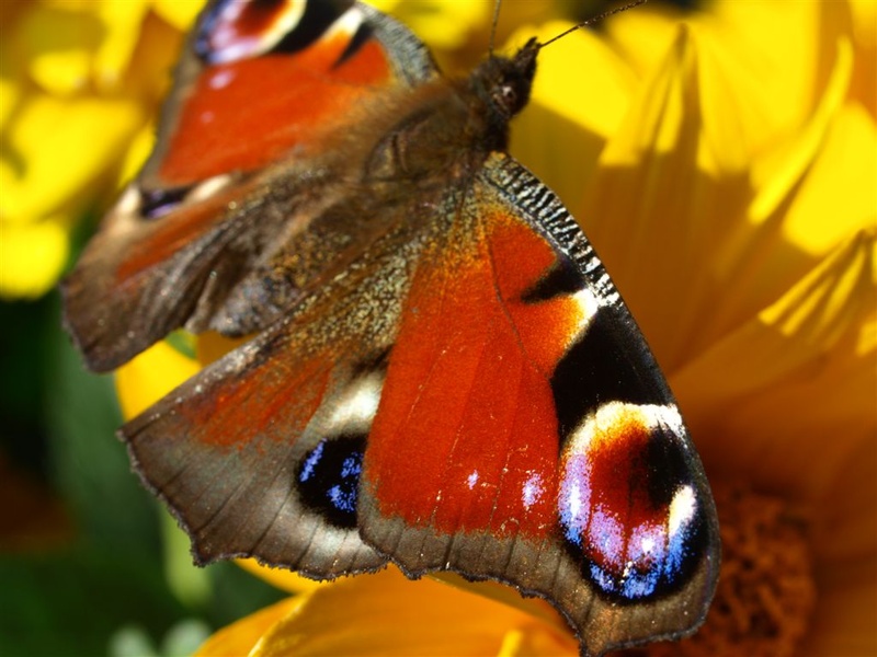 P7233524