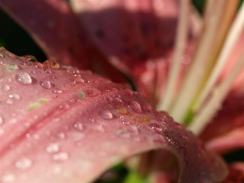 P7233489