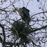 Айя Софья. Парк. Цапли. 