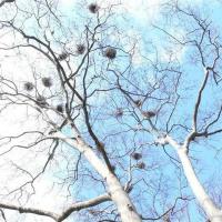 Айя Софья. Парк. Цапли