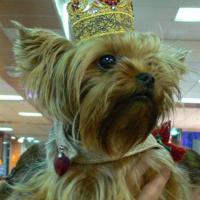 Корона собачьей империи. Машинная вышивка. 