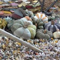 Здесь тыквы выстроились в ряд. Лоскутное шитье. Фестиваль квилта в Японии. 