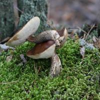 Двухъярусные грибы