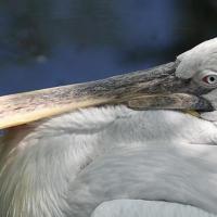 Голова пеликана