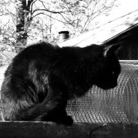 Черно-белое фото. Кот.