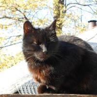 Кот на крыше.