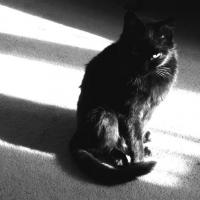 Черный кот -1