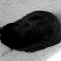 Черный кот. Черное-белое фото.