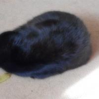 Черный кот . Применение фильтра