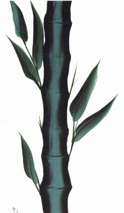 bamboo