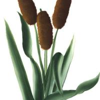 cattails