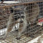 Животный мир по соседству.