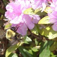 Мир вокруг нас...