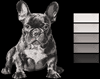 Изображение "Догги-бульдогги" ДИЗАЙН машинной вышивки 